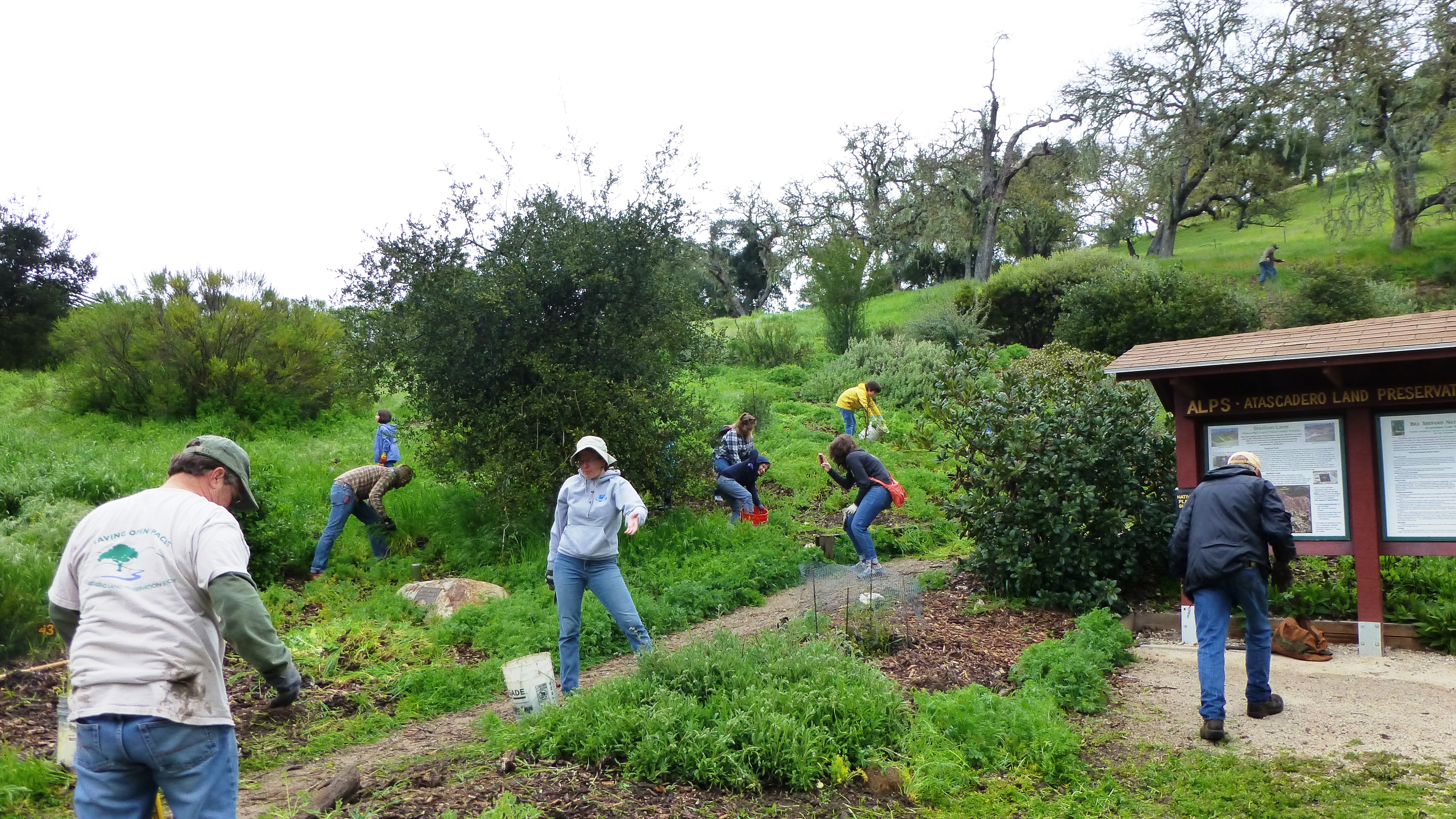 Volunteers weeding the garden.